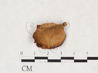 登錄號:F0025954藏品圖，第1張