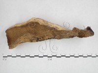 登錄號:F0025955藏品圖，第1張