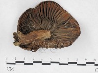 登錄號:F0025956藏品圖，第3張