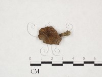 登錄號:F0025957藏品圖，第1張