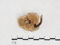 相鄰小孔菌藏品圖，第3張