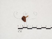 登錄號:F0025960藏品圖，第1張