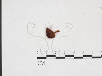 登錄號:F0025960藏品圖，第3張