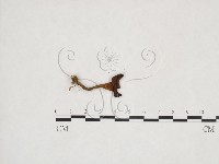 登錄號:F0025961藏品圖，第3張