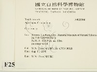 鬼傘屬藏品圖，第2張