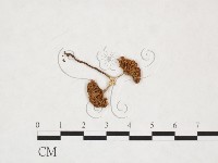 登錄號:F0025966藏品圖，第1張