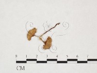 登錄號:F0025966藏品圖，第3張