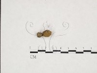 登錄號:F0025969藏品圖，第1張