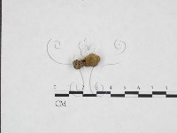 登錄號:F0025969藏品圖，第3張