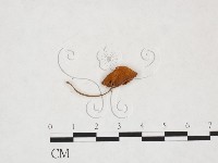 小皮傘屬藏品圖，第1張