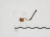 登錄號:F0025973藏品圖，第1張