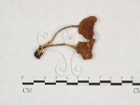 登錄號:F0025975藏品圖，第1張