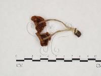 登錄號:F0025975藏品圖，第3張