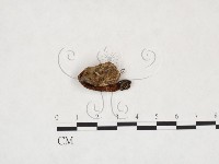登錄號:F0025978藏品圖，第1張