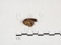 登錄號:F0025978藏品圖，第3張