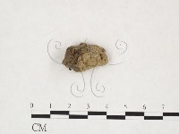 登錄號:F0025983藏品圖，第1張