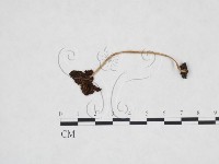 鬼傘屬藏品圖，第1張