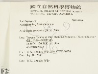 毛木耳藏品圖，第2張