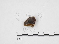 毛木耳藏品圖，第1張