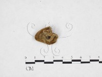 毛木耳藏品圖，第3張