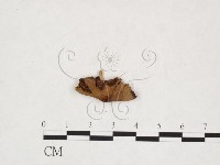 登錄號:F0025990藏品圖，第1張