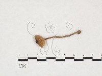 登錄號:F0025991藏品圖，第3張