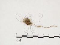 登錄號:F0025993藏品圖，第1張