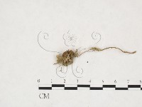 登錄號:F0025993藏品圖，第3張