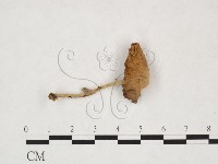 登錄號:F0025994藏品圖，第1張