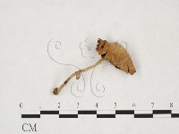 登錄號:F0025994藏品圖，第3張