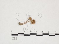 登錄號:F0025995藏品圖，第1張