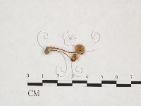 登錄號:F0025995藏品圖，第3張