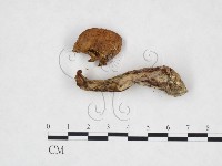 登錄號:F0025996藏品圖，第3張