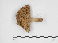 登錄號:F0025997藏品圖，第1張