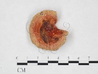 登錄號:F0025998藏品圖，第1張