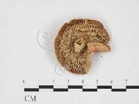 登錄號:F0025998藏品圖，第3張