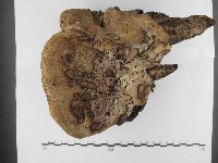 登錄號:F0026000藏品圖，第3張