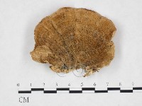 登錄號:F0026001藏品圖，第1張