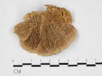 登錄號:F0026001藏品圖，第3張