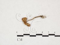 登錄號:F0026002藏品圖，第1張