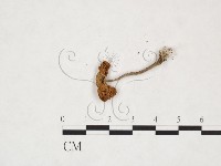 登錄號:F0026002藏品圖，第3張