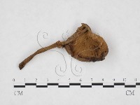 登錄號:F0026003藏品圖，第1張