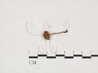 登錄號:F0026005藏品圖，第3張