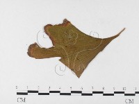 登錄號:F0026007藏品圖，第1張