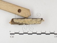 登錄號:F0026009藏品圖，第3張