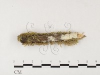 絲皮菌屬藏品圖，第1張