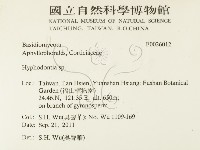 絲齒菌屬藏品圖，第2張