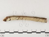 絲齒菌屬藏品圖，第1張