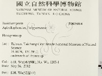 蜂窩菌屬藏品圖，第2張