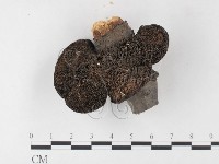 蜂窩菌屬藏品圖，第1張